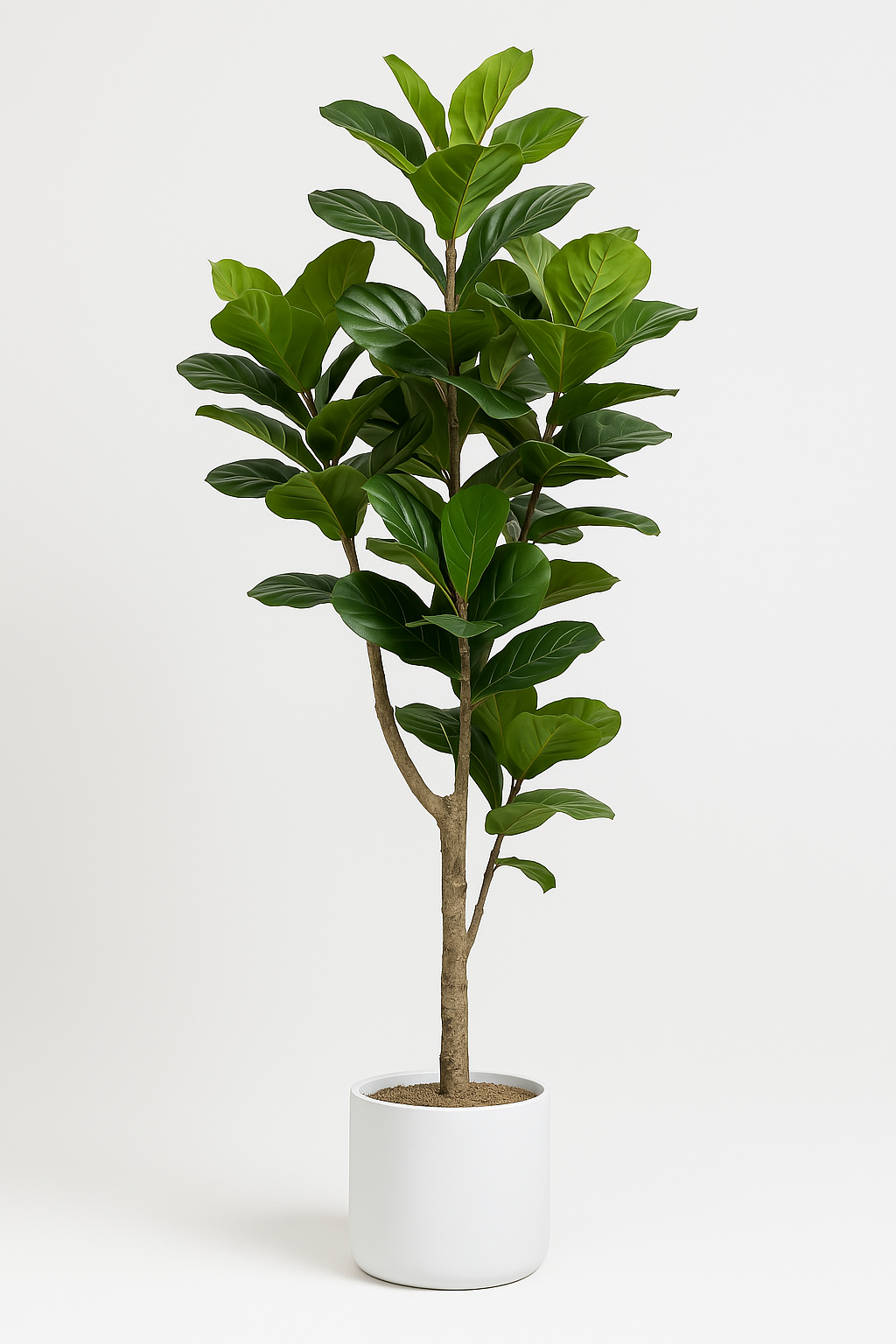 8' Faux Fig Tree in Oversized Ceramic Pot