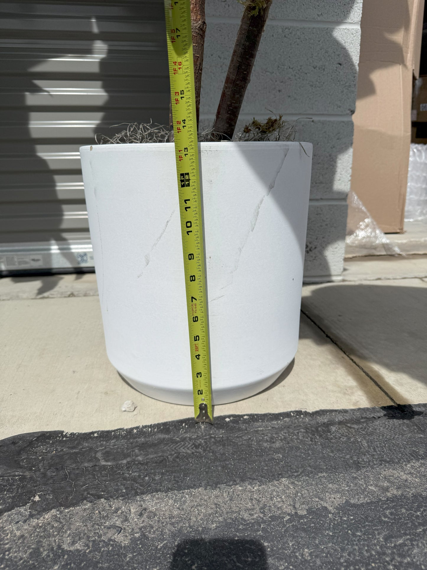 8' Faux Fig Tree in Oversized Ceramic Pot