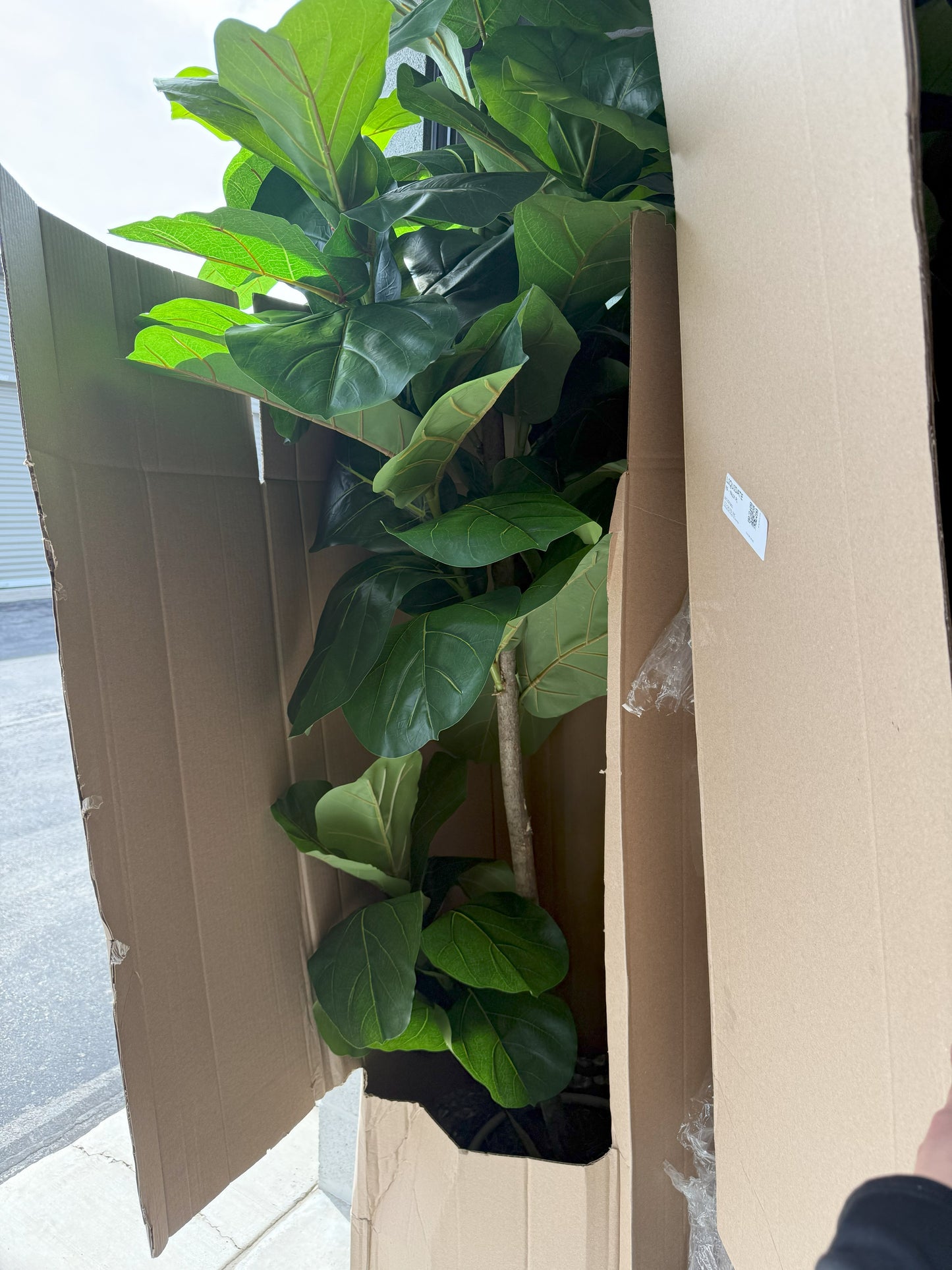 Faux 8' Fig Tree in Oversized Ceramic Pot