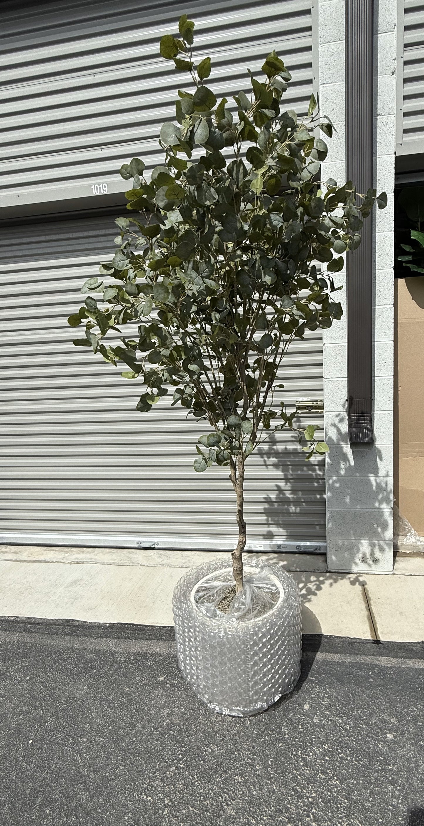 Faux 8' Eucalyptus Tree in Oversized Ceramic Pot