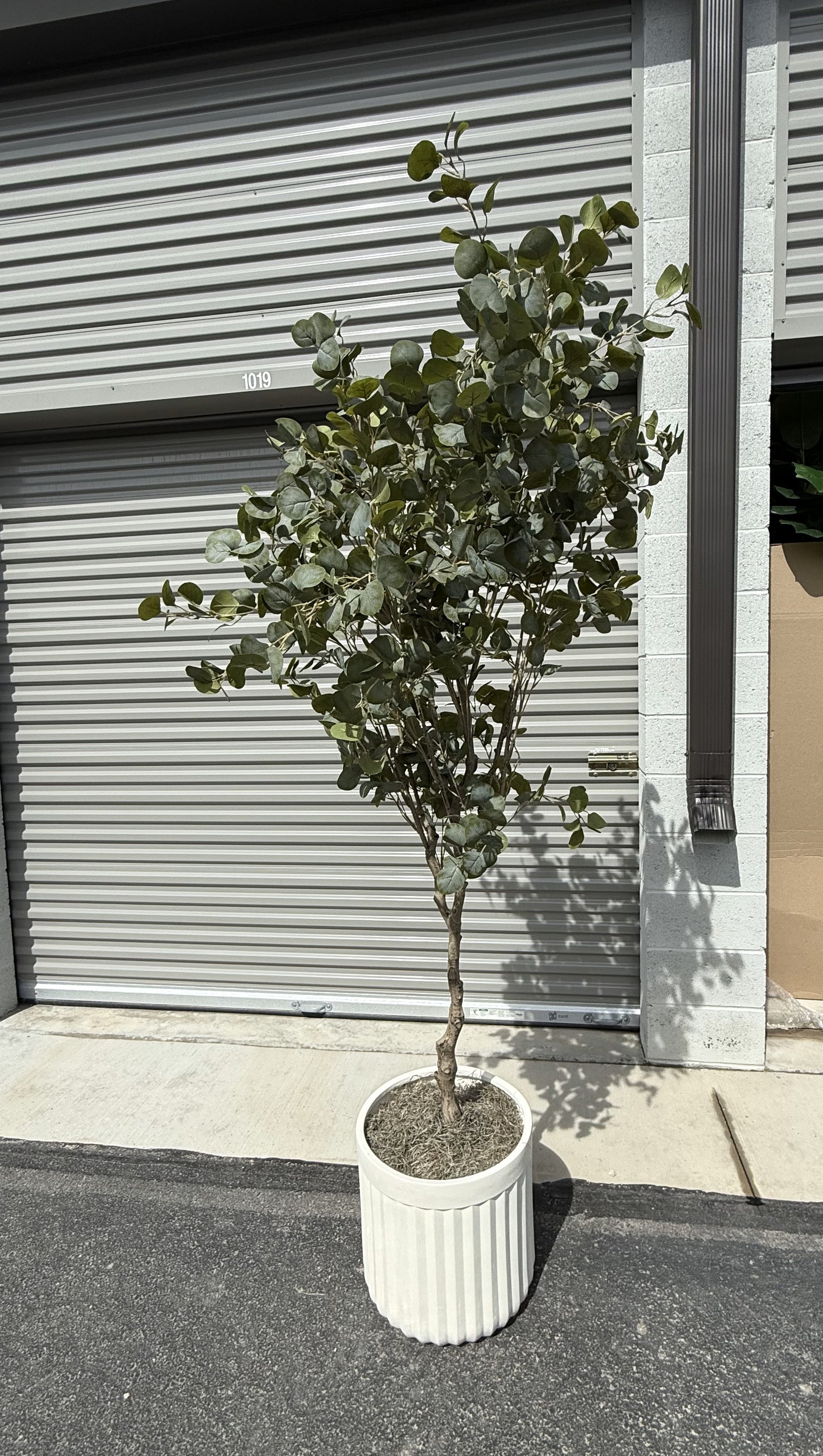 Faux 8' Eucalyptus Tree in Oversized Ceramic Pot