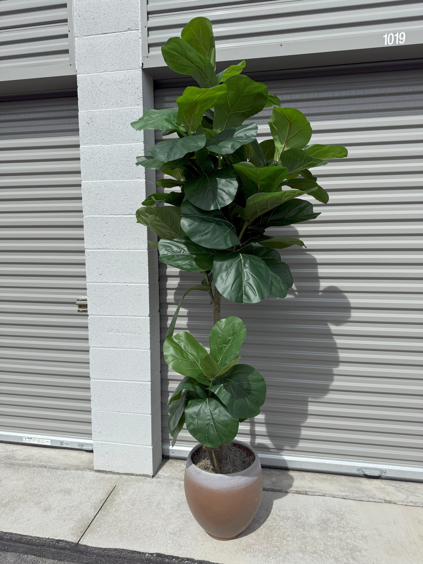 Faux 8' Fig Tree in Oversized Ceramic Pot