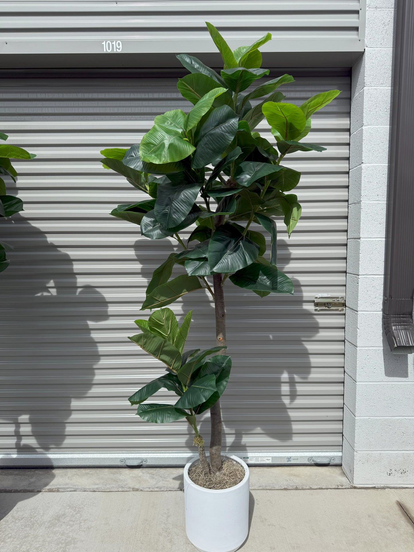 8' Faux Fig Tree in Oversized Ceramic Pot