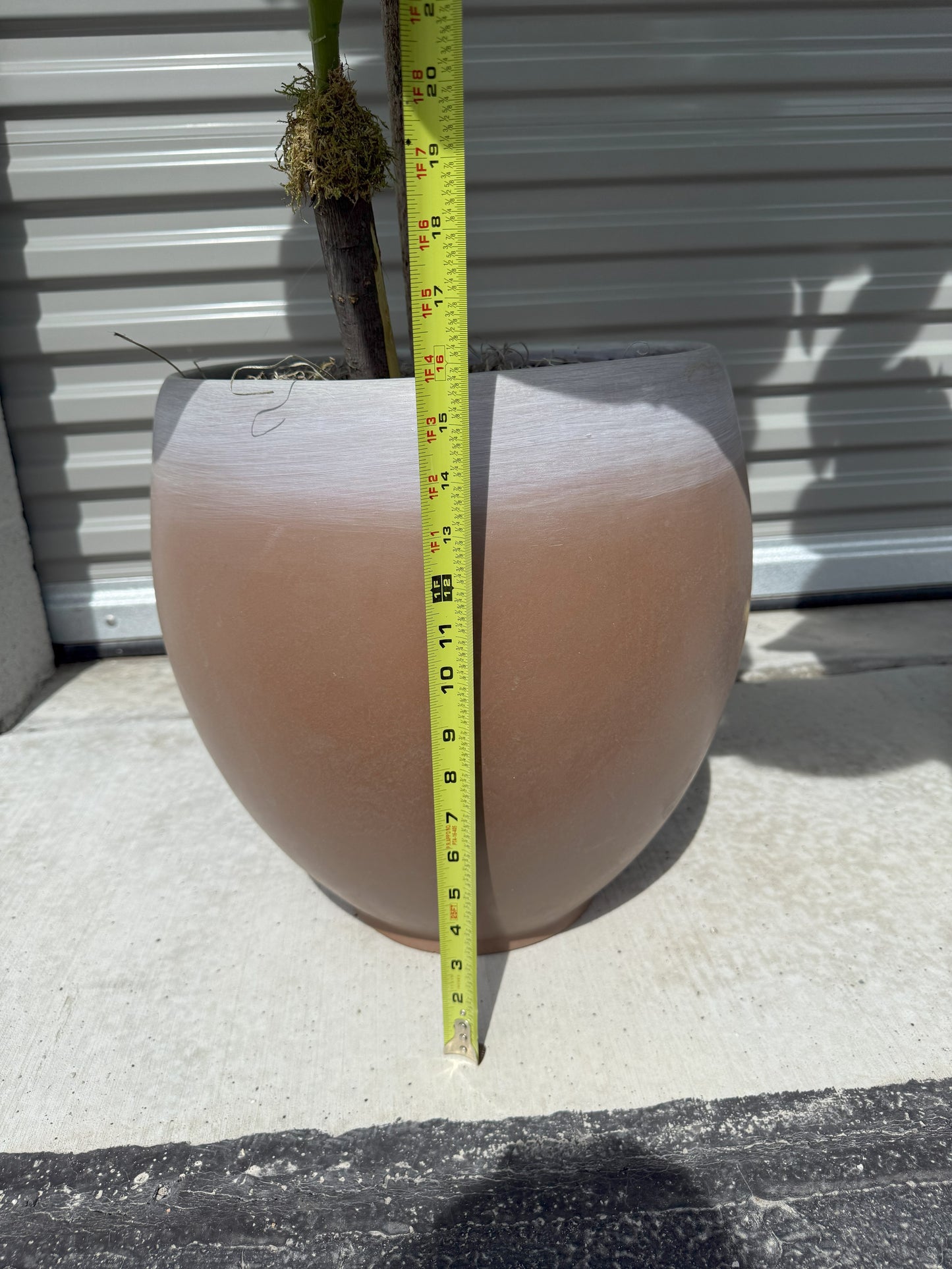 Faux 8' Fig Tree in Oversized Ceramic Pot