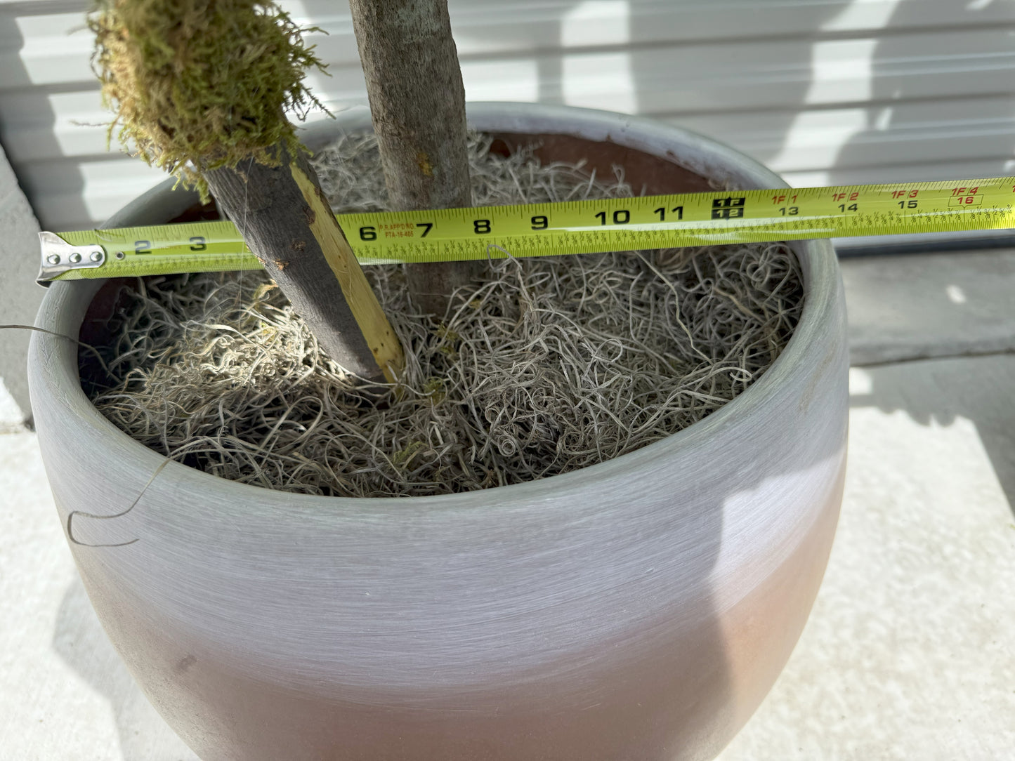 Faux 8' Fig Tree in Oversized Ceramic Pot