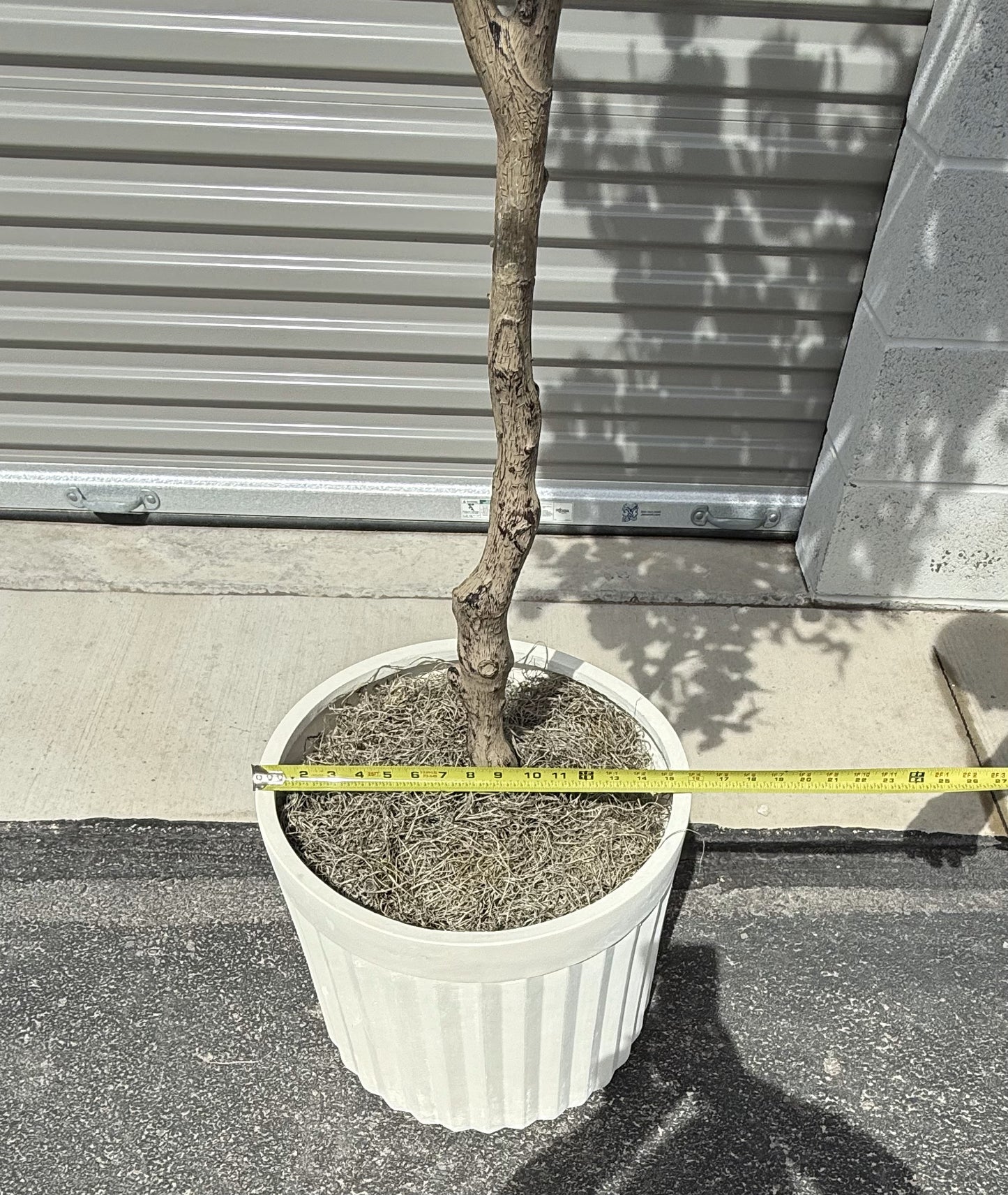 Faux 8' Eucalyptus Tree in Oversized Ceramic Pot